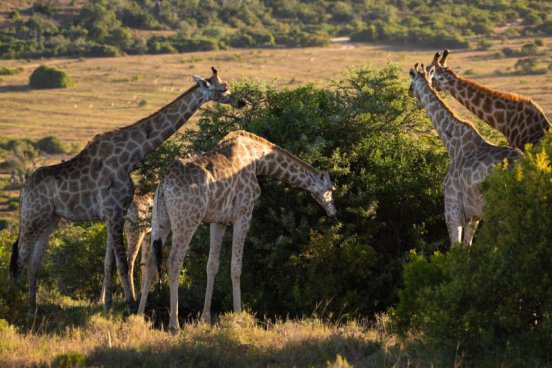 JAR - STOLOVÁ HORA, SAFARI A VINICE