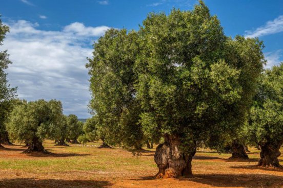 Krásy jihozápadní Andalusie a Algarve