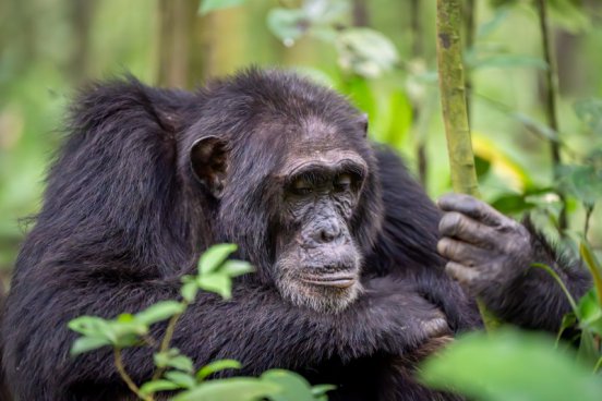 Uganda - to nejlepší z africké fauny, trek za horskými gorilami i za šimpanzi