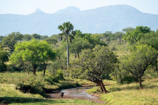 Uganda - to nejlepší z africké fauny, trek za horskými gorilami i za šimpanzi