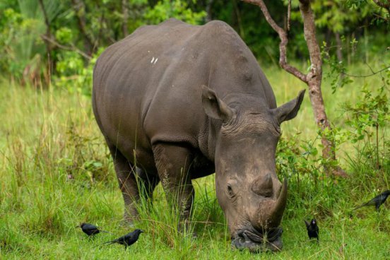 To nejlepší z Ugandy + HORSKÉ GORILY A ŠIMPANZI + SAFARI V NÁRODNÍCH PARCÍCH 