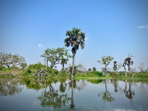 Uganda - to nejlepší z africké fauny, trek za horskými gorilami i za šimpanzi