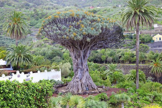 To nejlepší z Tenerife + LA GOMERA (letecky z Prahy)