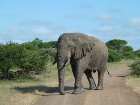 JIHOAFRICKÁ REPUBLIKA A LESOTHO - safari a Dračí hory