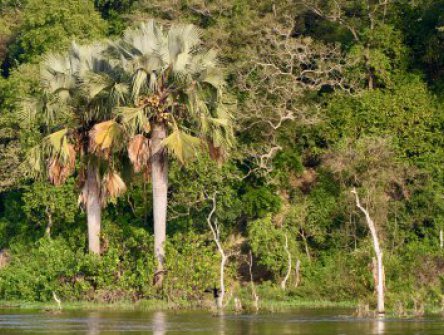 Uganda - to nejlepší z africké fauny, trek za horskými gorilami i za šimpanzi