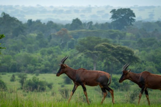 Uganda - to nejlepší z africké fauny, trek za horskými gorilami i za šimpanzi