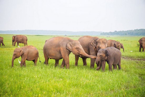 To nejlepší ze Srí Lanky + NÁRODNÍ PARKY + NEJKRÁSNĚJŠÍ PLÁŽ OSTROVA 