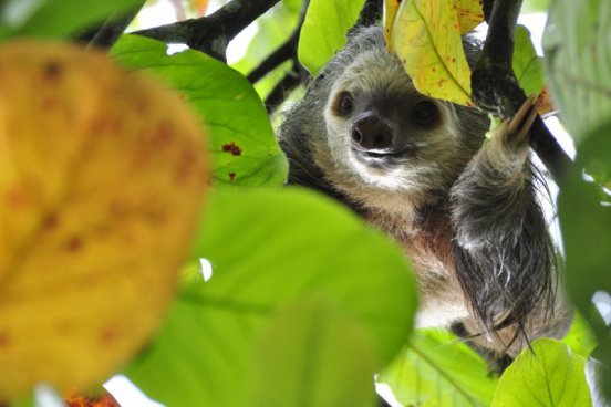 Kostarika - zelené srdce Střední Ameriky, vstupy do NP v ceně