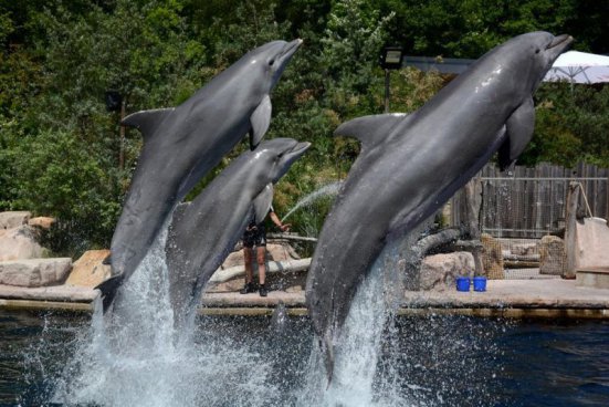 Delfinárium a ZOO v Norimberku