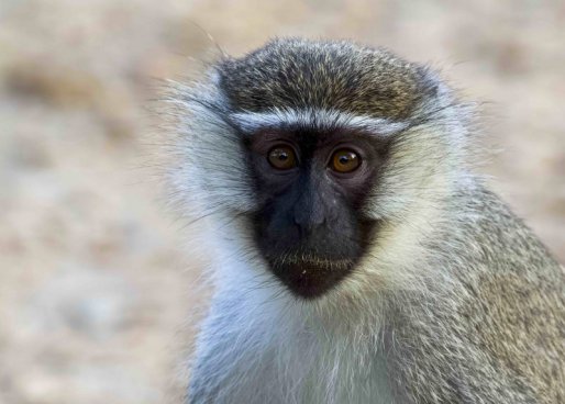 Uganda - to nejlepší z africké fauny, trek za horskými gorilami i za šimpanzi
