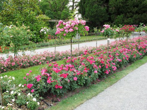 Květinový ostrov Mainau, nejstarší zubačka na Rigi, perly Bodamského jezera