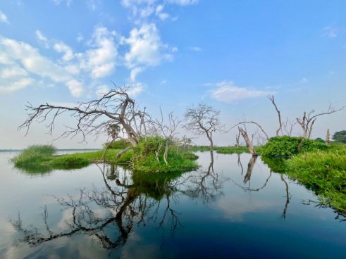 Uganda - to nejlepší z africké fauny, trek za horskými gorilami i za šimpanzi