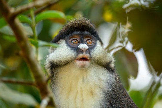 Uganda - to nejlepší z africké fauny, trek za horskými gorilami i za šimpanzi