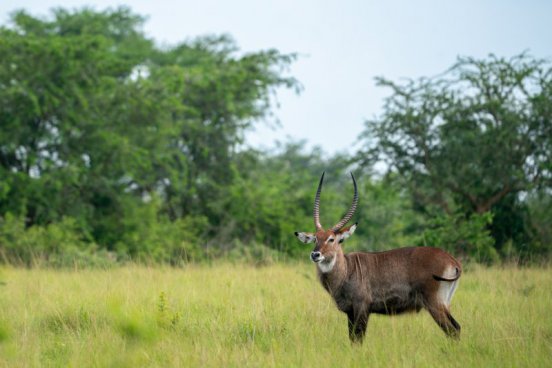 Uganda - to nejlepší z africké fauny, trek za horskými gorilami i za šimpanzi