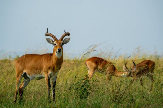 Uganda - to nejlepší z africké fauny, trek za horskými gorilami i za šimpanzi