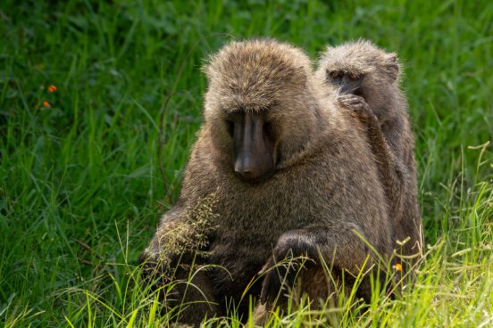 Uganda - to nejlepší z africké fauny, trek za horskými gorilami i za šimpanzi