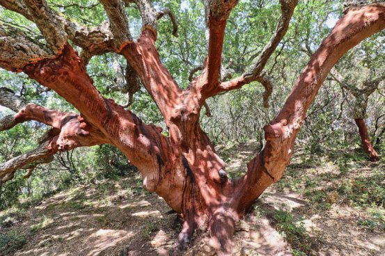 To nejlepší ze Sardinie + NEPTUNOVA JESKYNĚ + PLAVBA NA OSTROVY LA MADDALENA 