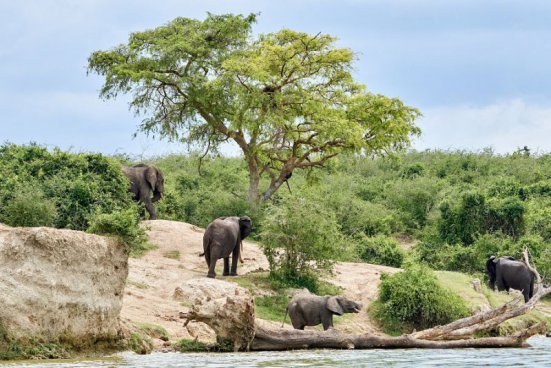 To nejlepší z Ugandy + HORSKÉ GORILY A ŠIMPANZI + SAFARI V NÁRODNÍCH PARCÍCH 