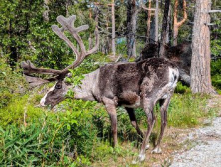 VLAKEM NA SEVER do švédského Laponska