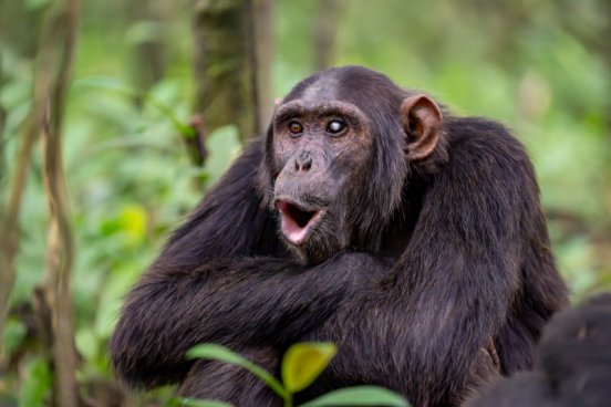 Uganda - to nejlepší z africké fauny, trek za horskými gorilami i za šimpanzi
