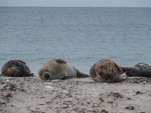 Tuleni na dosah ruky na ostrově Helgoland - 2 noci