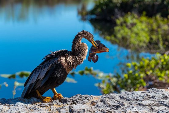 To nejlepší z Floridy + UNIVERSAL STUDIOS + SLAVNÉ PLÁŽE S KOUPÁNÍM 