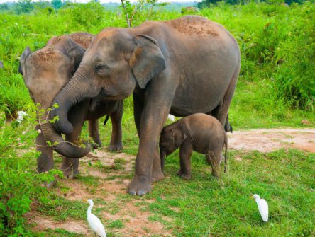 SRÍ LANKA – ZA KRÁSAMI EXOTICKÉHO OSTROVA