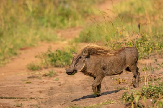 Uganda - to nejlepší z africké fauny, trek za horskými gorilami i za šimpanzi