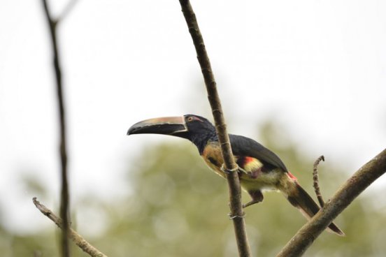 Kostarika - zelené srdce Střední Ameriky, vstupy do NP v ceně