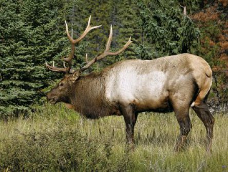 KANADA - ZE SKALNATÝCH HOR K PACIFIKU, podzimní barvy