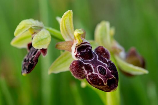 Relax na plážích Severního Kypru + ANTICKÝ SALAMIS + DIVOKÁ PŘÍRODA KARPASU 