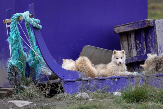 Poznávací zájezd Grónsko - Dobrodružství mezi ledovými obry