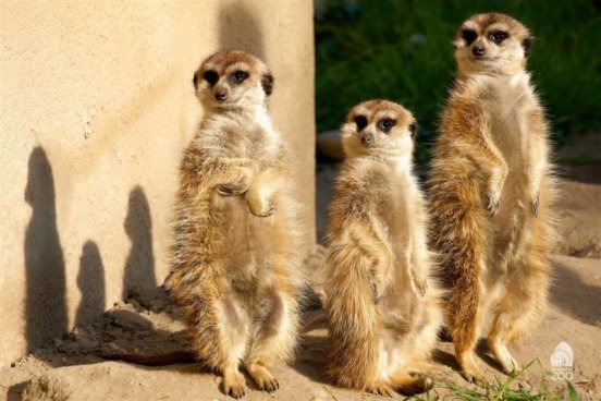 Tropicarium a ZOO Budapešť