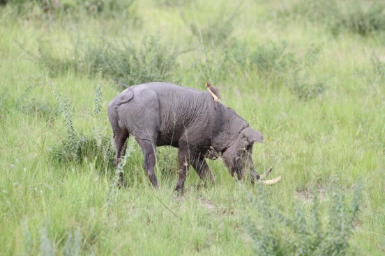 Uganda - to nejlepší z africké fauny, trek za horskými gorilami i za šimpanzi