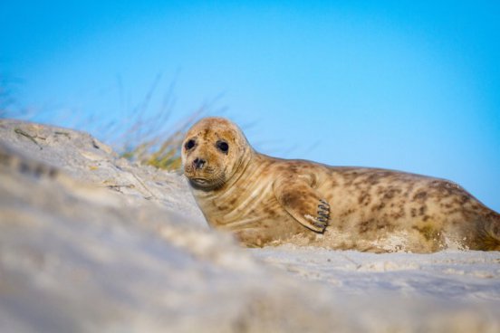 Tuleni na dosah ruky na ostrově Helgoland - 1 noc