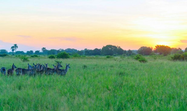 To nejlepší ze Zanzibaru + SAFARI V TANZANII + KOUPÁNÍ V INDICKÉM OCEÁNU 
