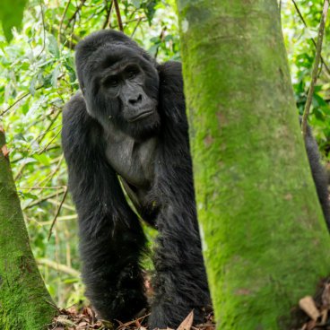 Uganda - to nejlepší z africké fauny, trek za horskými gorilami i za šimpanzi