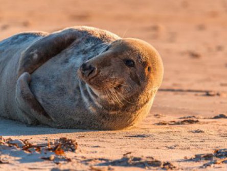 Tuleni na dosah ruky na ostrově Helgoland - 1 noc