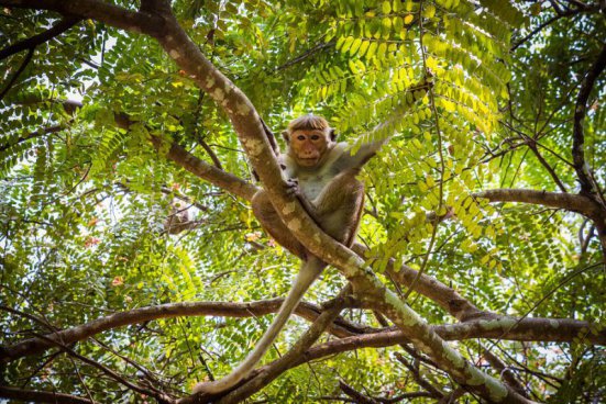 To nejlepší ze Srí Lanky + NÁRODNÍ PARKY + NEJKRÁSNĚJŠÍ PLÁŽ OSTROVA 