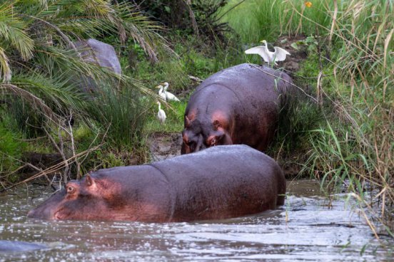 JIHOAFRICKÁ REPUBLIKA A LESOTHO - safari a Dračí hory