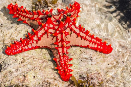 Relax na plážích Zanzibaru + SPICE TOUR + NÁRODNÍ PARK JOZANI 