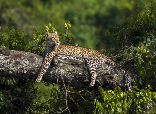 Uganda - to nejlepší z africké fauny, trek za horskými gorilami i za šimpanzi