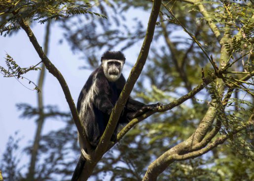 Uganda - to nejlepší z africké fauny, trek za horskými gorilami i za šimpanzi