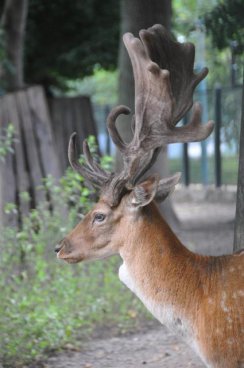 Tropicarium a ZOO Budapešť