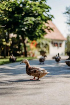 Wellness pobyt s dopravou, polopenzí a ochutnávkou na farmě v ceně v hotelu RimskiZdraviliški Dvor